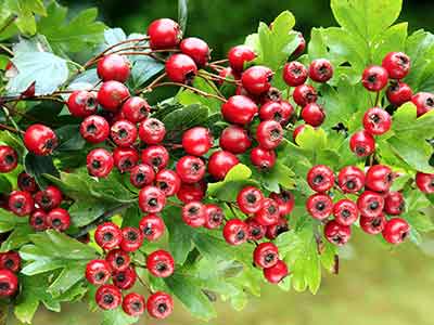 Hawthorn Berry