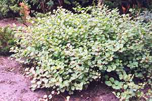 Japanese Fleeceflower