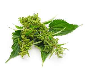 Nettle Leaf Extract