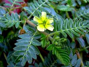 Tribulus Terrestris