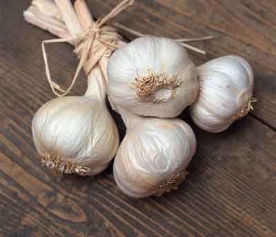 garlic