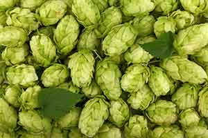 Hops