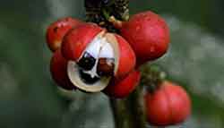 guarana