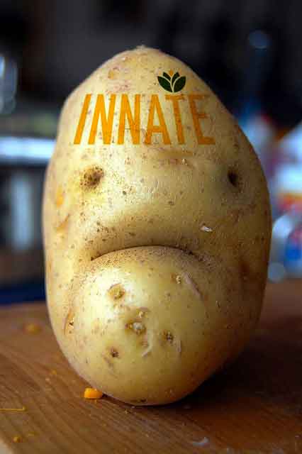 innate potato