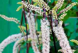 Black Cohosh Root