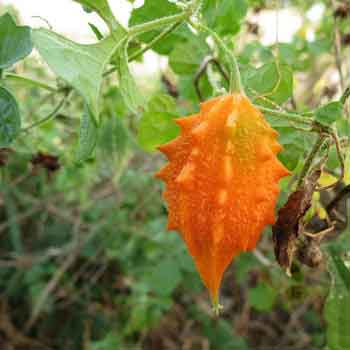 Momordica Charantia