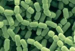 Lactobacillus fermentum