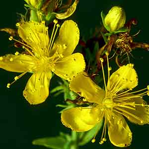 St. John's Wort