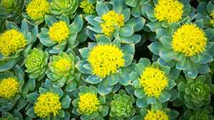 Rhodiola rosea