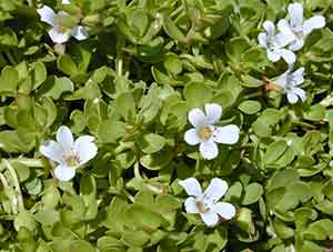 Bacopa Monnieri