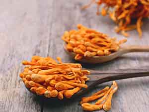 Cordyceps