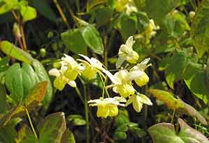 Epimedium Sagittatum