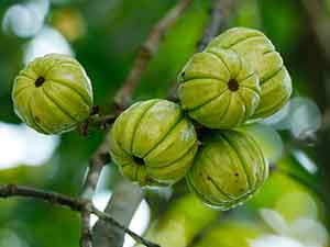 Garcinia Cambogia