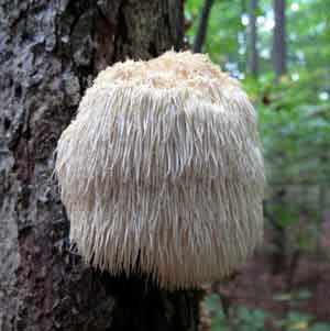 Organic Lion's Mane Mushroom