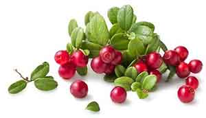 Bearberry extract