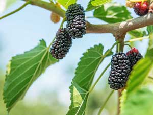 White mulberry fruit extract