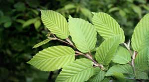 slippery elm bark