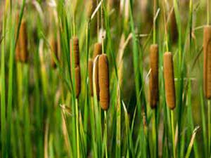 Cattails