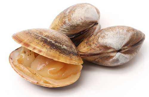 Clams