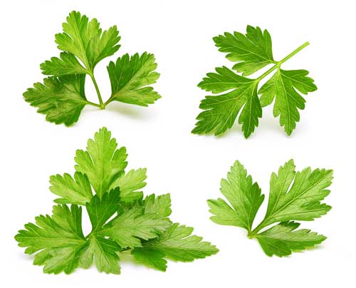 Parsley