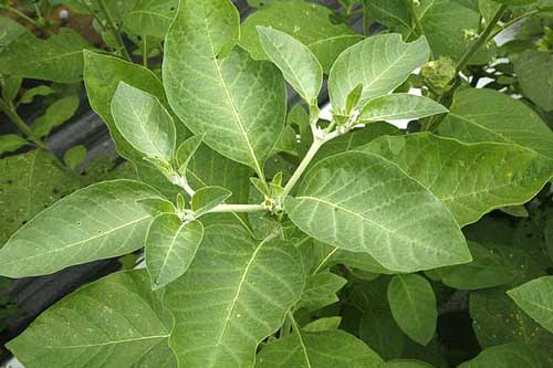 ashwagandha plant