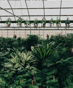 greenhouse