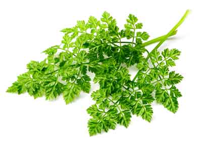 Chervil