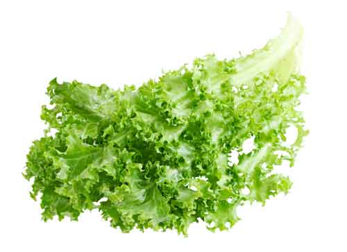 Curly Leaf Endive