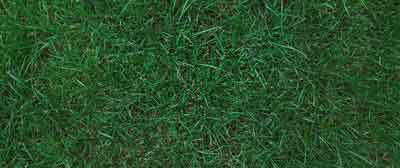 Kentucky Bluegrass