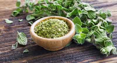 Oregano herb