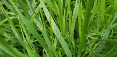 Ryegrass