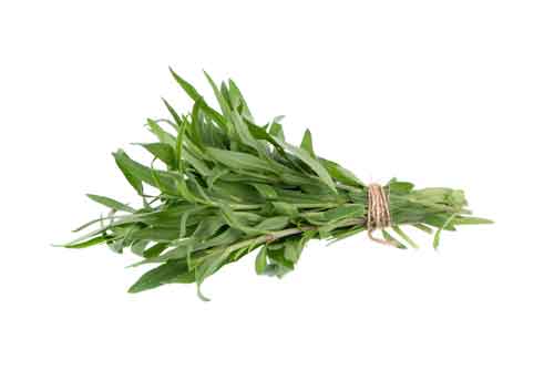 Tarragon
