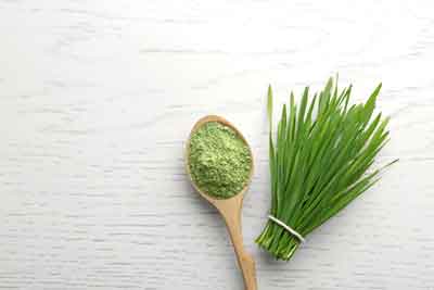 wheat grass