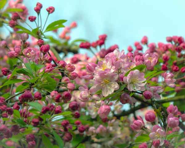 crab apples blossom