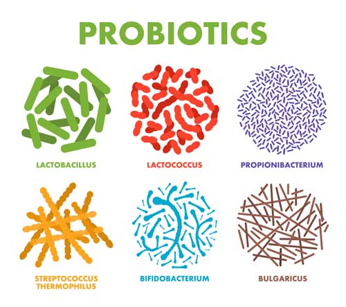 Probiotic Strains