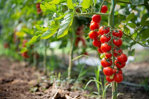 Tomatoes