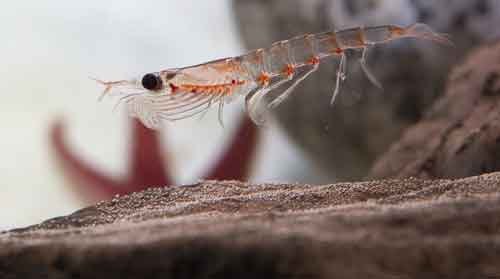 krill fish