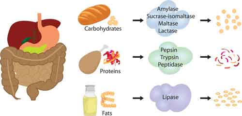 digestive enzymes