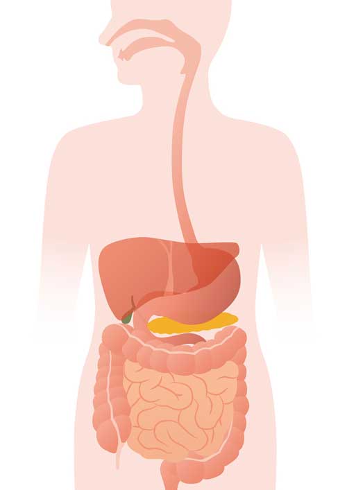 digestive system process