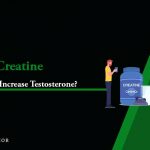 does creatine increase testosterone